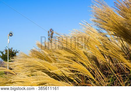 Chinese Silver Grass, Maiden Grass, Miscanthus Chinese, Miscanthus Sinensis Illuminated By Soft Even