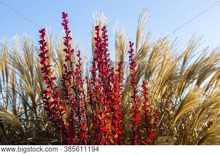 Purple Leaves On Bush Of Thunbergs Barberry, Berberis Thunbergii, The Japanese Barberry, Or Red Barb