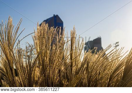 Chinese Silver Grass, Maiden Grass, Miscanthus Chinese, Miscanthus Sinensis Illuminated By Soft Even