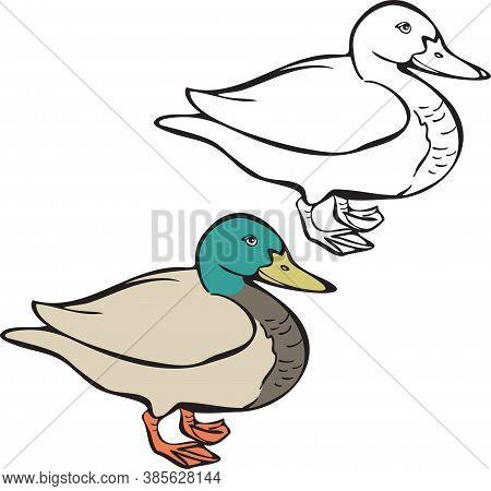 Vector Illustration Of Duck, Realistic Image And Silhouette. Duck Bird Isolated Vector.