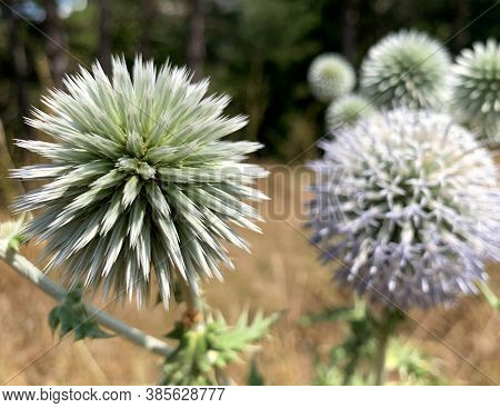 Close Up Selective Focus Of Great Globe Thistle, Known As Echinops Sphaerocephalus And Glandular Glo