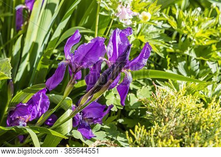 Group Of Purple Flower-de-luce Flowers Grows On A Blurred Dark Green Plants Background