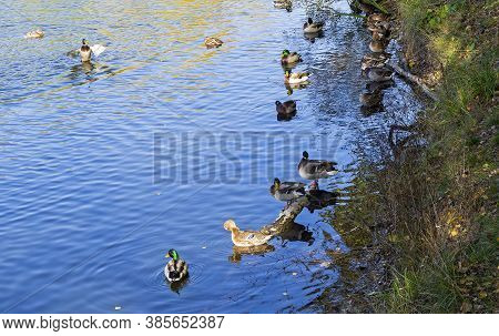 Ducks In The Water Near The Shore Of The Pond. Sunny Day In October. Landscape Reserve Teply Stan, M