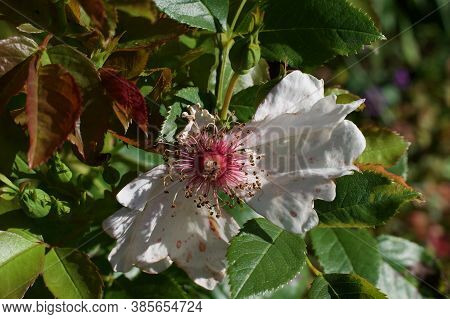 Simple White Rose In Summer With Pink Stamens And Green Foliage