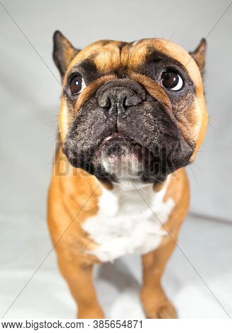 Fawn French Bulldog With A White Breast