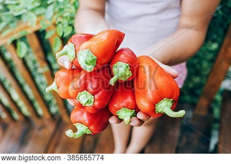 Female Hands Hold Red Pepper. Harvesting, Healthy , Diet Food.