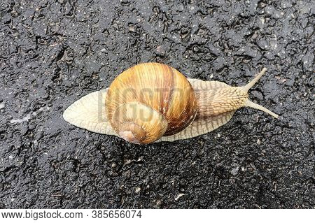 Small Garden Snail In Shell Crawling On Wet Road, Slug Hurry Home. Snail Slug Consist Of Edible Tast
