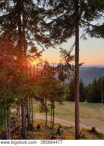 Sun Rays Through Pine Tree Branches At Sunset In The Mountains, In Marisel, Cluj County, Transylvani