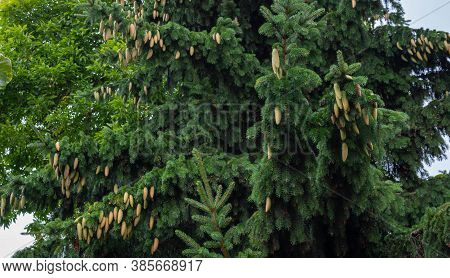 Young Cones On Blue Spruce In Forest. Branches With Cones And Needles On Spruce Growing In Forest. S