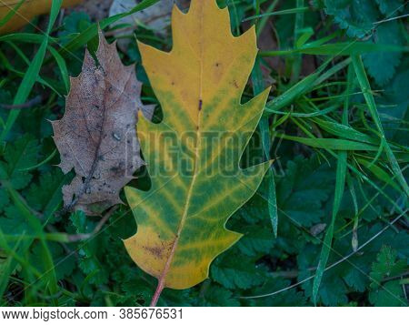 Fallen Leaf Losing Color Next To Colorless Leaf