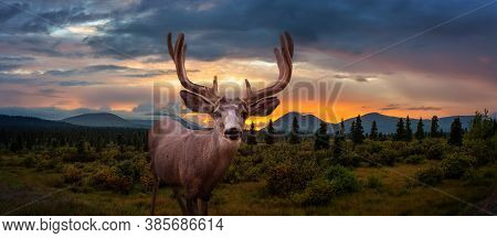 A Male Deer In Canadian Nature During Colorful Fall Season. Dramatic Sunset Composite. Yukon, Canada