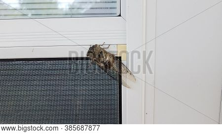 Cicada Insect Bug With Wings On Screen Door