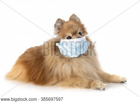 Young Pomeranian In Front Of White Background