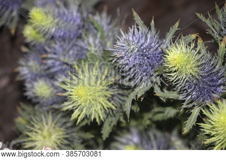 Globe Thistle Its Spiky Head Flower Echinops Banaticus Colorful Plant Background