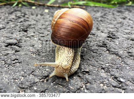 Small Garden Snail In Shell Crawling On Wet Road, Slug Hurry Home. Snail Slug Consist Of Edible Tast