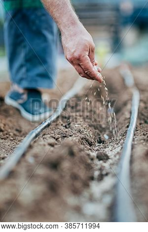 A Man Sows Seeds In The Ground, A Watering Hose Is In Rows, Selective Focus