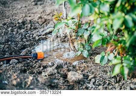 Water Flows From A Hose And Watered A Rose Bush.