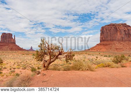 Monument Valley Utah Gnarly Little Tree In Foreground Between Two Rock Outcrops In Desert With White