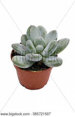 Small Succulent Houseplant Called  'pachyphytum Oviferum'  On White Background