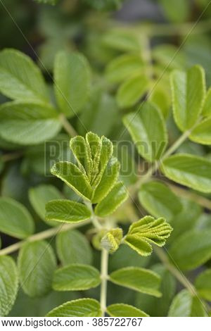 Rugosa Rose Leaves - Latin Name - Rosa Rugosa