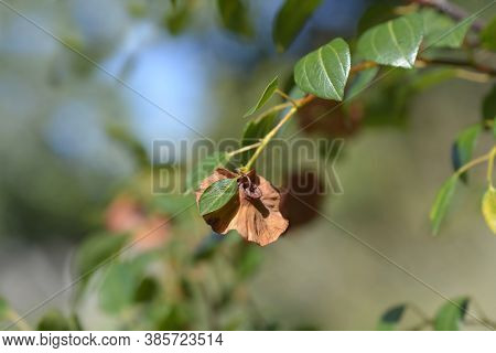 Christs Thorn Branch - Latin Name - Paliurus Spina-christi