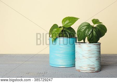 Beautiful Hibiscus Plants In Tin Cans On Grey Wooden Table. Space For Text