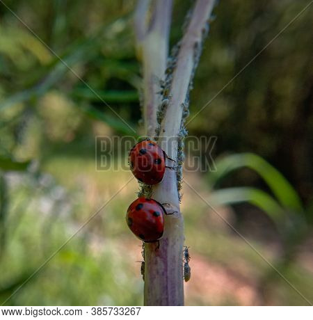 Two Ladybug On A Small Branch And Their Small Children. Ladybugs Are One Of Most Known Beetles In Wo