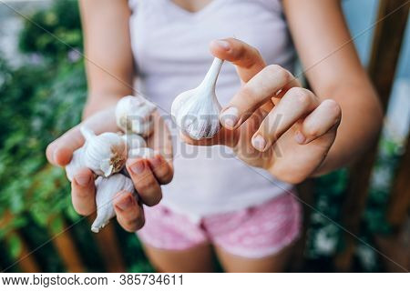 Female Hands Hold Garlic. Harvesting, Sustainable Food, Cold Medicine.