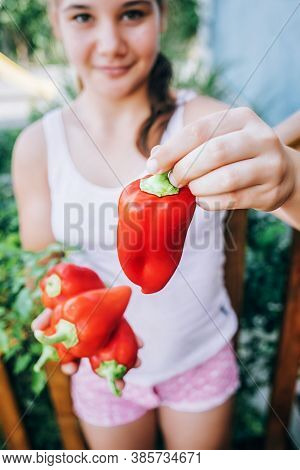 Female Hands Hold Red Pepper. Harvesting, Healthy , Diet Food.