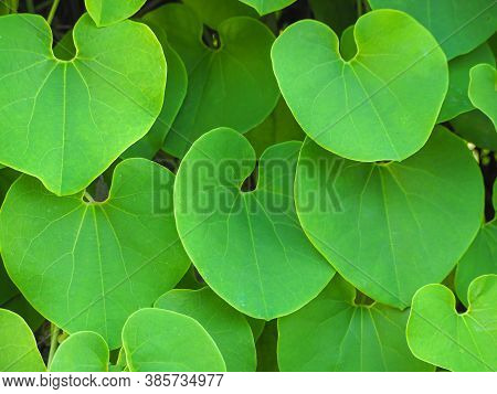 Full Frame Photo Of Green Heart Shape Vine Leaf Of Aristolochia Ringens Background.
