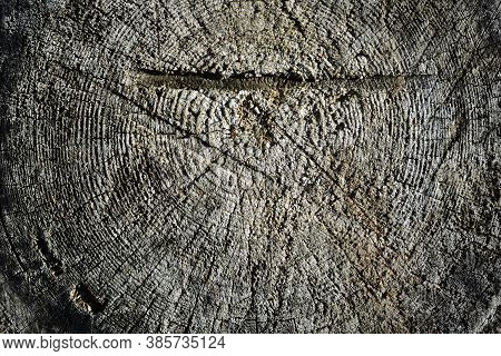Surface Of The Stump With Traces Of Work With An Ax And A Saw