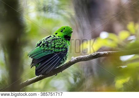 Nature Wildlife Image Of Beautiful Bird Green Broadbill Perching On A Branch. Whitehead's Broadbill