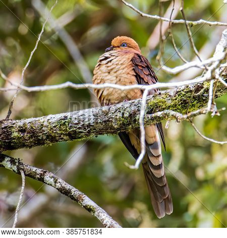 Nature Wildlife Image Of The Little Cuckoo-dove Perched In The Middle Of The Foresting Nature.