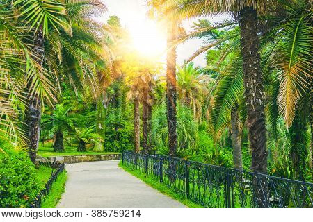 Walking Path And Alley Of Different Palms In A Tropical Mediterranean Park