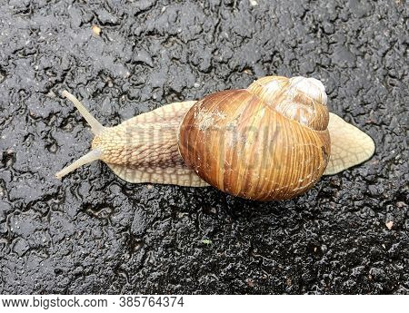 Small Garden Snail In Shell Crawling On Wet Road, Slug Hurry Home. Snail Slug Consist Of Edible Tast