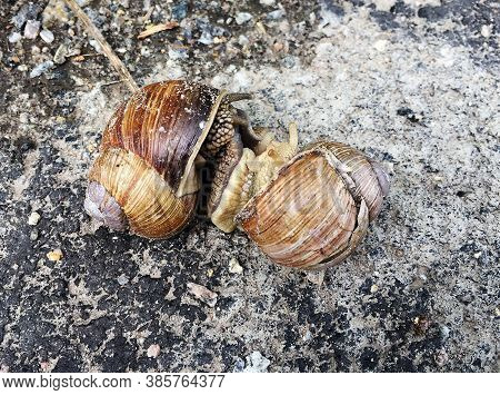 Small Garden Snail In Shell Crawling On Wet Road, Slug Hurry Home. Snail Slug Consist Of Edible Tast