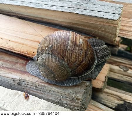 Small Garden Snail In Shell Crawling On Wet Road, Slug Hurry Home. Snail Slug Consist Of Edible Tast