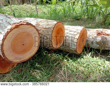 Stack Of Firewood In Forest To Saw Mill