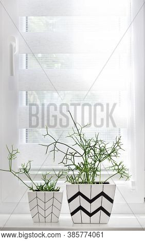 Two White Square Flower Pots With Geometric Patterns With Rhipsalis Plants Planted In Them Stand On 