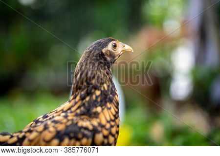 Close Up Sebright Chick Brown Colour In The Green Garden Blur Background..