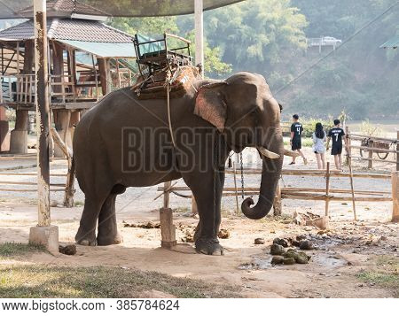 19 January 2020, Elephant Farm Kariang Roum Mit In The North Of Thailand, Chiang Rai. Thailand