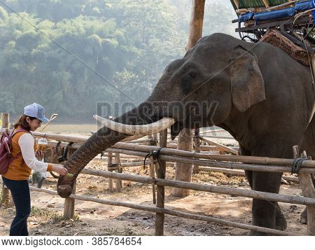 19 January 2020, Elephant Farm Kariang Roum Mit In The North Of Thailand, Chiang Rai. Thailand