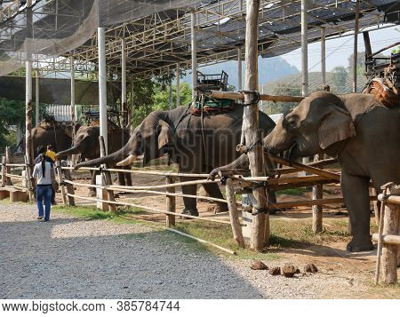 19 January 2020, Elephant Farm Kariang Roum Mit In The North Of Thailand, Chiang Rai. Thailand
