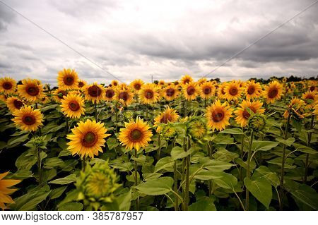 A Field Of Sunflowers With Heavy Clouds In The Background