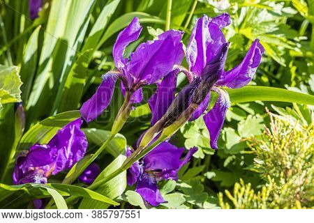 Group Of Purple Flower-de-luce Flowers Grows On A Blurred Dark Green Plants Background