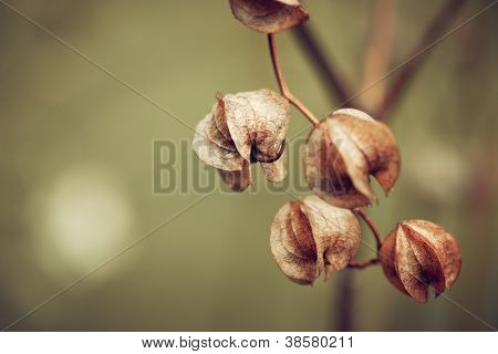 Nicandra im Herbst (Apple Of Peru)