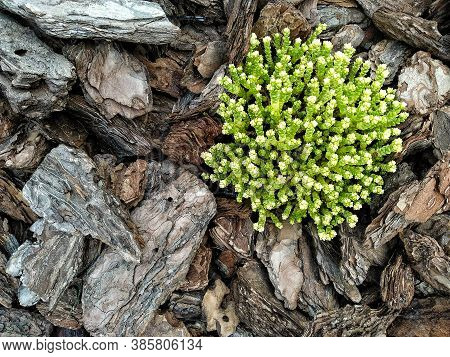 Flowers Covered With Pine Wood Bark. Flower Bed With Pine Tree Bark Mulch. Decorative Alpine Slide I
