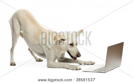 Kříženec psa při pohledu na notebook proti Bílému pozadí