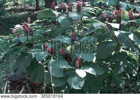 Unusual Beautiful Poisonous Plant American Lakonos Grows In The Garden