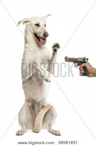 Halbautomatische Pistole zeigte auf Crossbreed Hund stehend auf Hinterbeinen vor weißem Hintergrund
